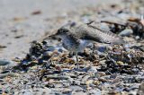 20150417_Amerikaanse Oeverloper_Medemblik_1
